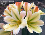 Seedlings - Hattori Rabbit x 7Up!