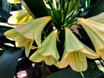 Seedlings - Howling Moon x Green/Yellow Interspec