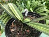 Variegated Bronze seedlings