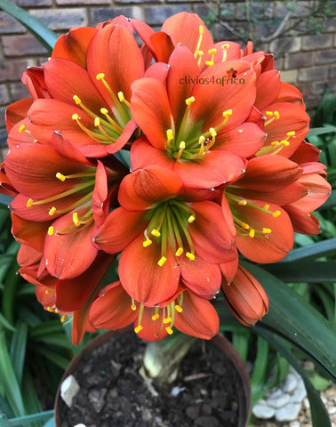 Seedlings - TOP Full Head Bronze