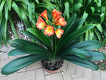 Seedlings - African Sunset x Gunry