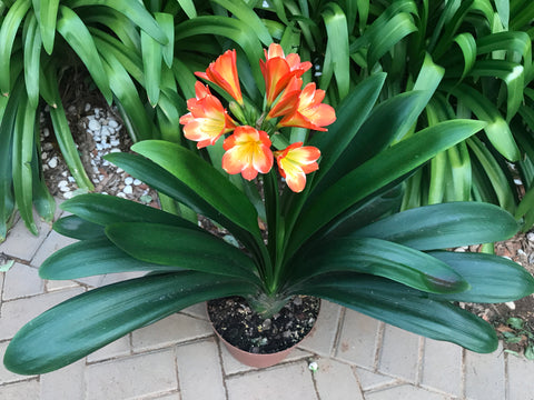 Seedlings - African Sunset x Gunry