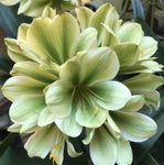 Seedlings - Gunry x Hirao