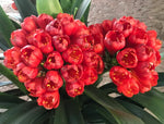 35-2025 Seedlist - Rooi Bliksem x Flintstone Gold (Price is per packet of 2 seeds, Quantity is number of packets you are purchasing)