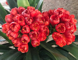 35-2025 Seedlist - Rooi Bliksem x Flintstone Gold (Price is per packet of 2 seeds, Quantity is number of packets you are purchasing)