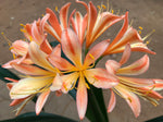 Seedling - Veld Fire x Self