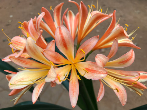 Seedling - Veld Fire x Self