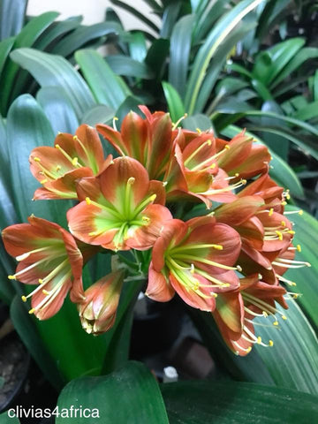 Seedlings - Belgie Bronze