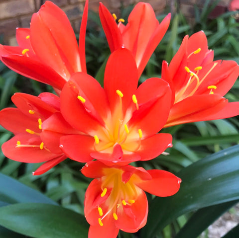 In flower - Dark Orange with lovely keeled petals!