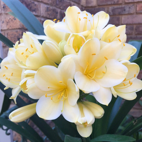In flower - Large Yellow Flowers with more flower buds that must open. And a second flower pushing! Plus 2 bonus offsets