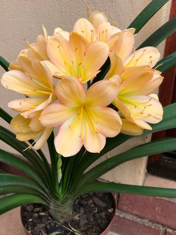 Seedlings - Hallo Summer x Tselane