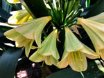 Seedlings- Saki Beni x Green Gr1 Interspec