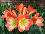 Seedlings - African Sunset