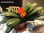 Variegated Broadleaf Daruma