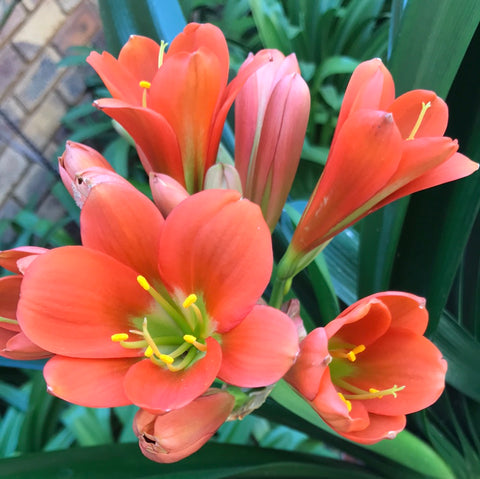 In flower - Bronze Green Throat with 15 more flowers to open on the first flower head plus a second flower pushing!