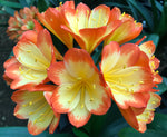 Seedlings - Tanchoo Tips x Hattori Bicolour (Tanchoo)