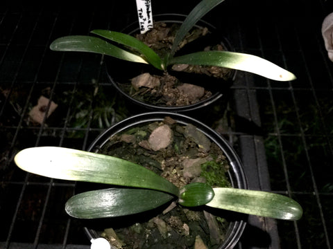 Red Akebona x Top LOB
