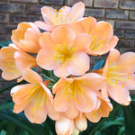 In flower - Pink Peach, plus 3 small offsets