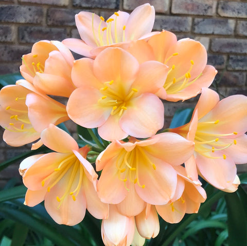 In flower - Pink Peach, plus 3 small offsets