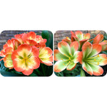 62-2023 Seedlist - Saki Beni Tri Colour x Tabasco (Price is per packet of 2 seeds, Quantity is number of packets you are purchasing)