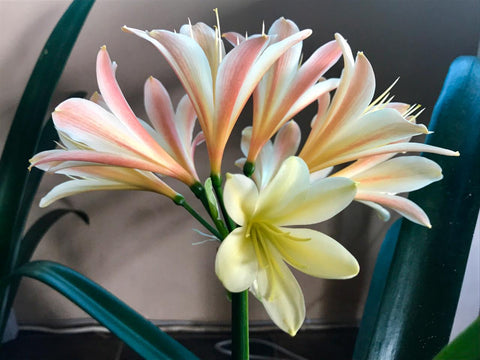 Seedlings - Hantie x Hattori Blush (Tselane)