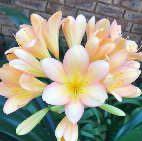 In flower - Breathtaking Pink Peach, Large flowers and impressive plant