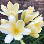 In flower - Large Yellow Flowers with more flower buds that must open