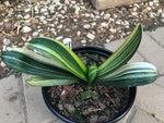 Seedling - Variegated Daruma