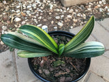 Seedling - Variegated Daruma