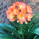 In flower - Large yellow throat light orange/pastel flowers!