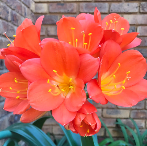 In flower - Huge orange flowers with a big head!