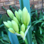 In flower - Large Yellow Flowers with more flower buds that must open. And a second flower pushing! Plus 2 bonus offsets