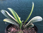 Seedling - Variegated Daruma