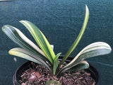 Seedling - Variegated Daruma