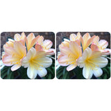 63-2022 Seedlist - Why so Shy (Hattori Pink Versicolou) x Self (price is per packet of 2 seeds, quantity is number of packets)