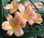 Seedlings - Best FWL 6* x African Sunset