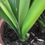 In flower - Large Yellow Flowers with more flower buds that must open. And a second flower pushing! Plus 2 bonus offsets