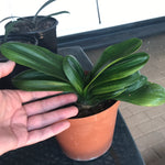 Seedlings - African Sunset x Henglan Miniature