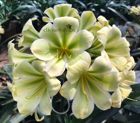 Springbok x Forest Fire – Clivias4africa.co.za