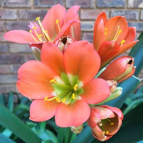 In flower - Broadleaf Bronze Green Throat with 13 more flowers to open! Plus offset.