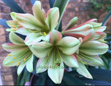 109-2023 Seedlist - Variegated Ngome Interspec x Stargreen Xtreme(Price is per packet of 2 seeds, Quantity is number of packets you are purchasing)